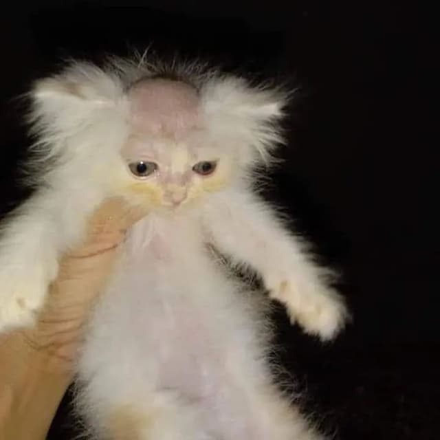 Spam image: idkimjustsharing~p~CWNtegCFLK1~1.jpg